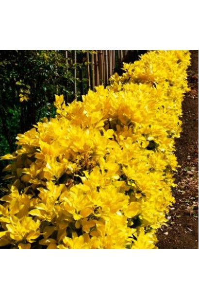 Euonymus japonicus ’El Dorado’
